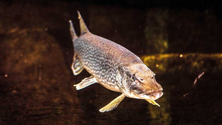 Fiskbarometern: – Så mår Sveriges fisk- och skaldjursbestånd