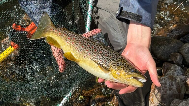 Vandringshinder påverkar fiskens genetik