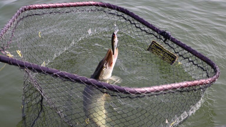 Ny studie från Östersjöcentrum – Så påverkar fiske fiskarnas beteende