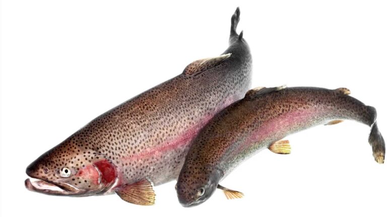 Länsstyrelsen vill att fiskodlingen begränsas
