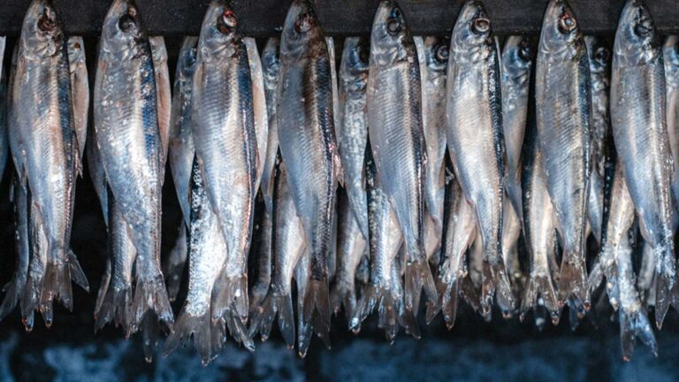 Ny rapport från Baltic Waters – Att ställa om fisket kan skapa miljardvärden