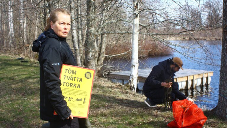 Tema: Invasiva arter – Kamslinga – akvarieväxten som kan hota Östersjön