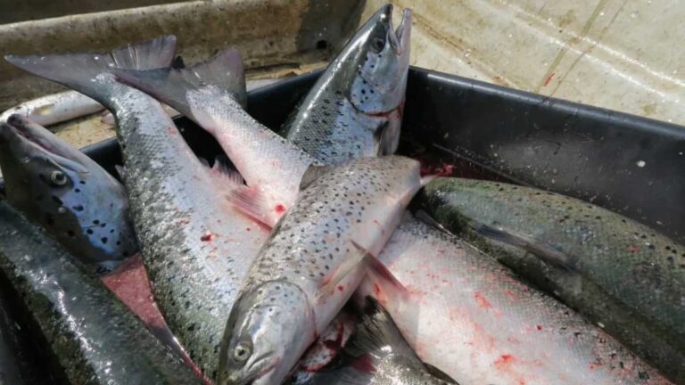 Skarp kritik mot ICES fiskekvotförslag