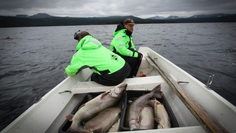Så vill Jämtland stoppa kanadarödingen