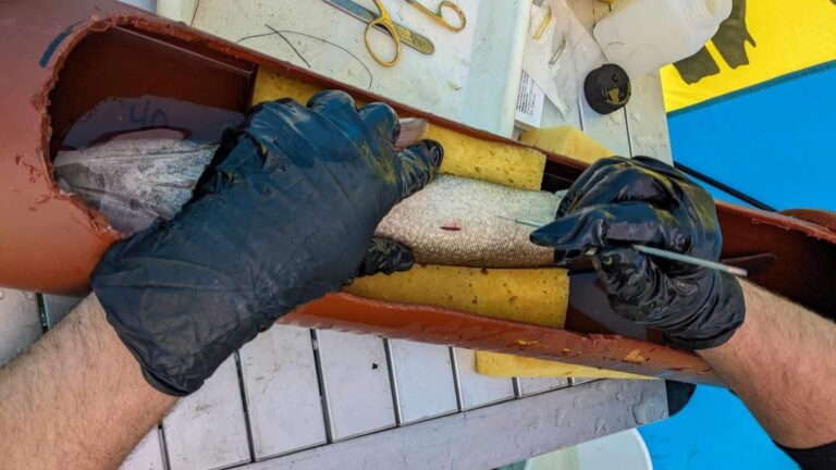 Tema: Invasiva arter – Så vill Jämtland stoppa kanadarödingen