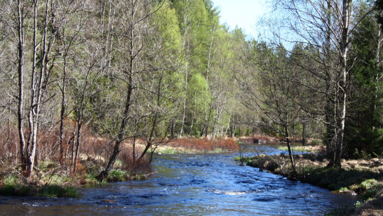 Tema: Fisketurism – Arrende gav nytt liv åt fisket