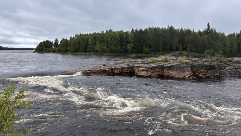 Svampangripna laxar i älvarna