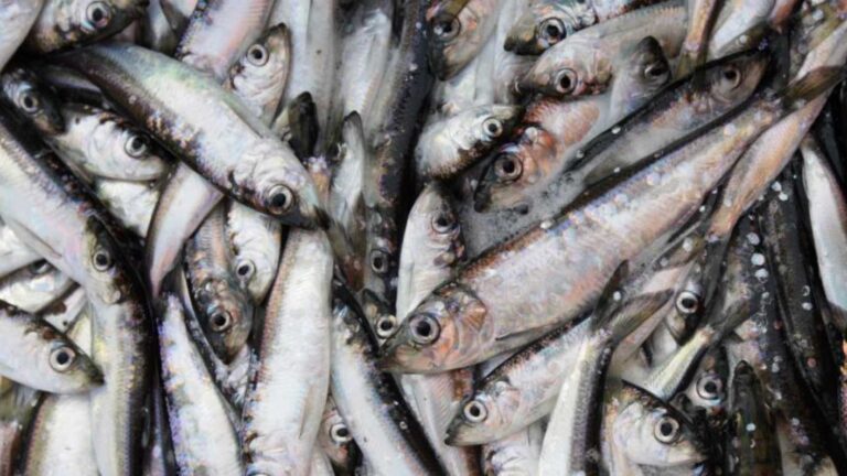 Bred uppslutning för Östersjöns fisk